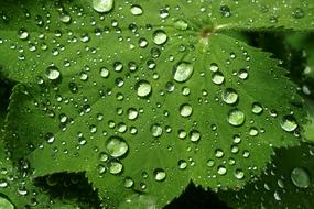 Leaf Rain Dew