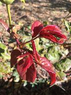 Leaf Rosebush Nature Red
