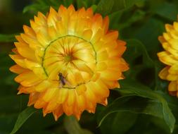 Italicum Flower Blossom