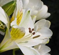 White Lily Flamed Macro