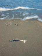 Feather Sand Footprint
