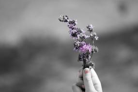 Flower Flowers The Nature Of