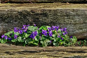 Flower Violet Garden