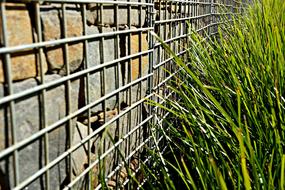 Fenced Wall Weeds Protest