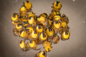 Nature Spider Araneus