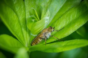 Nature Leaf Close Up