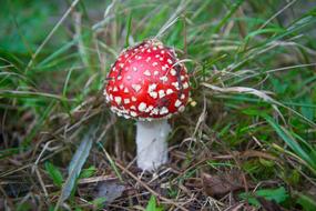 Fly Agaric Mushroom Red With White