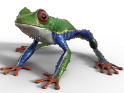 Frog Nature Exotics