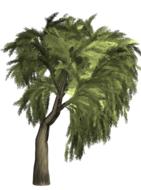 willow tree isolated