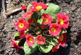 Prymulka Primula Spring Flowers