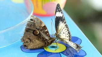 Butterfly Butterflies Nature