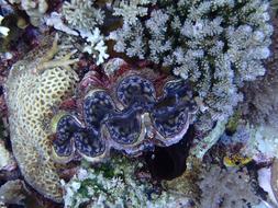 Diving Coral Giant Clam
