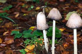 Autumn Mushrooms Forest