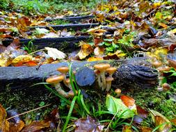 Armillaria Mellea Mushrooms