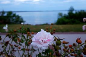 Rose Flower Havre De Grace