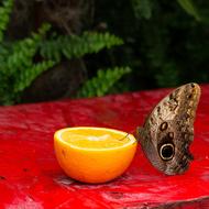 cute butterfly on an orange