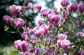 Magnolia Pink Magenta