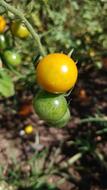 small vegetables on the bush