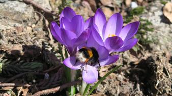 Nature Spring Čmelak
