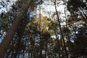 Autumn Foliage Trees