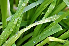 Water Drops Grass Rain Blade Of