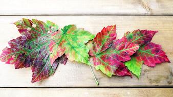 Composition Decoration Autumn