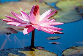 Water Lily Flower Aquatic Plant