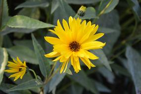 Flower Flowers Yellow Petals