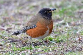 Natural Wild Animals Bird