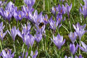 Crocus Hummel Spring