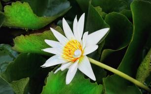 Waterlily Lily White
