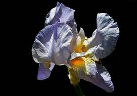 Nature Flower Iris