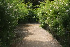 Noel Online Gift Shop Nature Wood