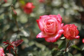 Noel Online Gift Shop Flowers