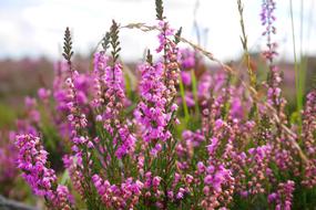 Flower Heathers Purple