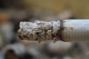 Nature Close Up Cigarette