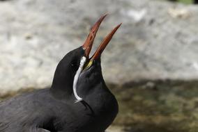 Birds Colored Feathers