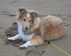 fluffy dog on a leash