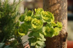 Nature Euphorbia Spring Succulent
