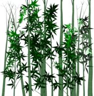 leaf bamboo plant isolated