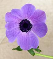 Flowers Purple macro nature