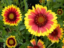 Yellow Flowers Flower