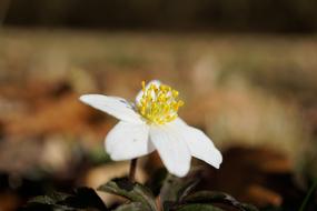 Wood Anemone Flower Spring
