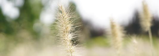 Nature Fluff The Dog'S Tail