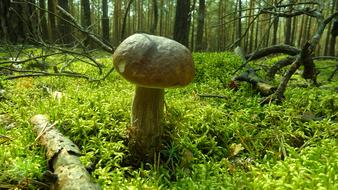 Mushroom Forest Nature