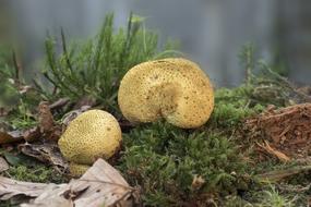 Mushroom Citrinum Bovist Thick Rac