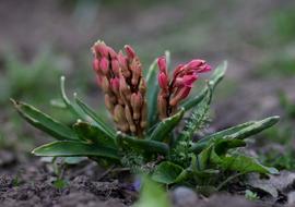 Hyacinth Pink Flower