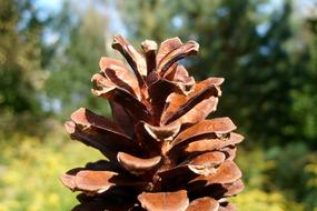 Pine Cone Macro