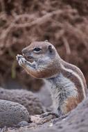 Gophers Tame Sweet