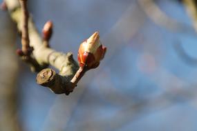 Bud Spring Chestnut